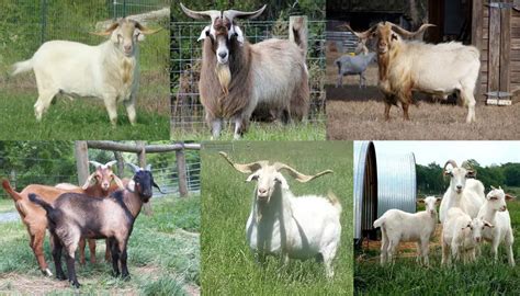 Breeds of Meat Goats: Complete List of Meat Goat Breeds with Pictures & Comparison - Boer Goat ...