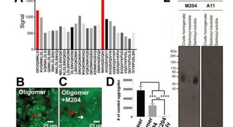 Epitope Mapping Of a Conformational Antibody For Early-stage Diagnosis ...