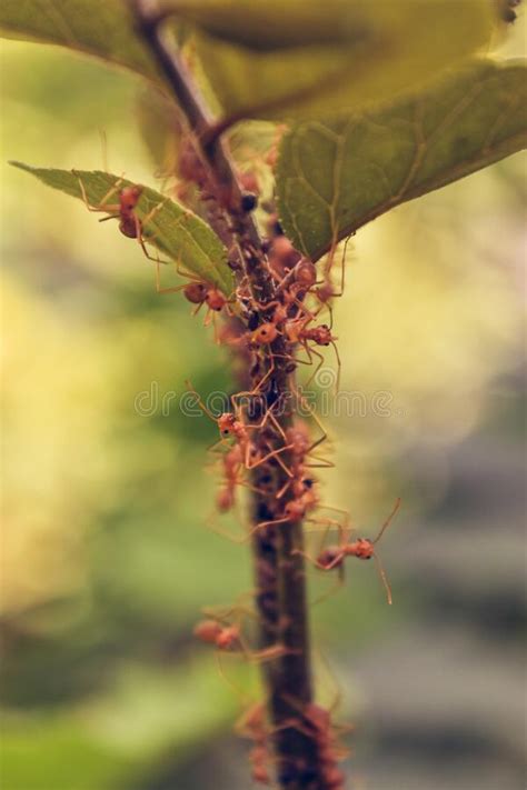 The Swarm Ants are Looking for Food Stock Image - Image of food, looking: 259597873