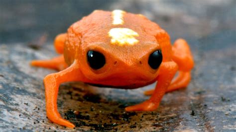 Why these jumping toadlets get confused mid-flight