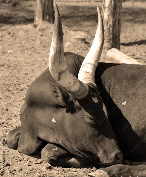 Ankole-Watusi is a modern American breed of domestic cattle. It derives ...