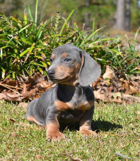 Blue Tan Dachshund | PETSIDI