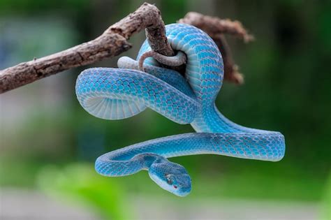 Premium Photo | Blue viper snake