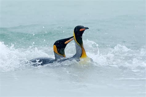 Two Penguin Swimming in the Sea Water. King Penguin, Big Bird Jumps Out ...