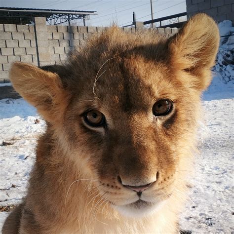 Herzlich willkommen bei Wildlife Kyrgyzstan - Wildlife Kyrgyzstan ...