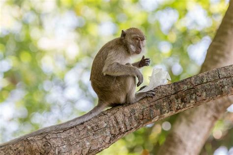 Brown Monkey on Tree Branch · Free Stock Photo