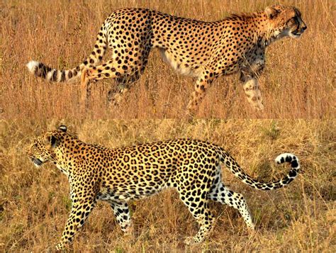 Cheetah vs. Leopard -- two gorgeous cats we recently saw on safari ...