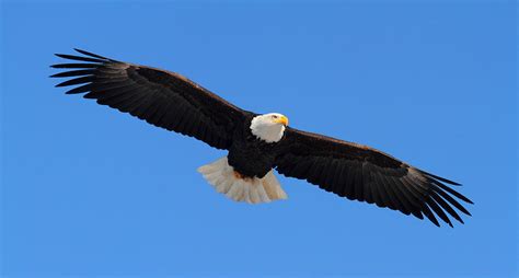 Flying Bald Eagle Photograph by Doug Lloyd - Pixels