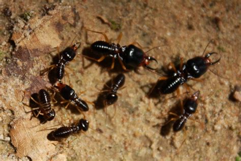 File:Angkor Termites (6725964255).jpg - Wikimedia Commons