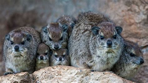 Bush hyrax colony in the Mara North Conservancy, Kenya - Bing Gallery