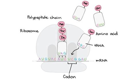 (10) Central dogma (DNA to RNA to protein) | Biology | Science | Khan ...