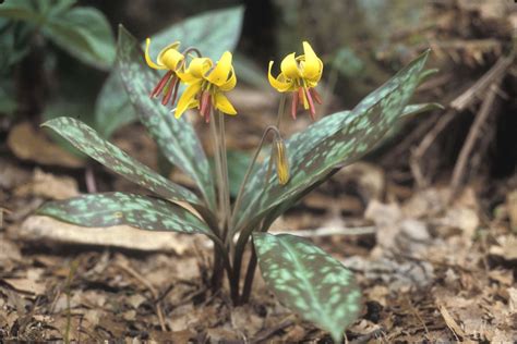 Erythronium americanum - Alchetron, The Free Social Encyclopedia