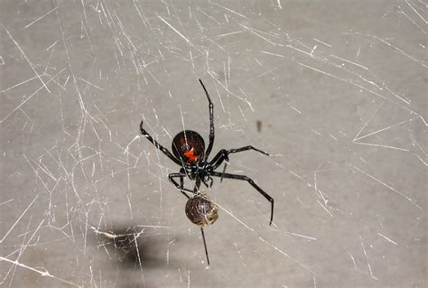 What makes black widow venom so poisonous? - Redorbit