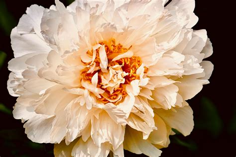 White Peony Flower · Free Stock Photo