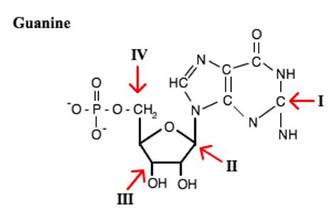 guanine molecule