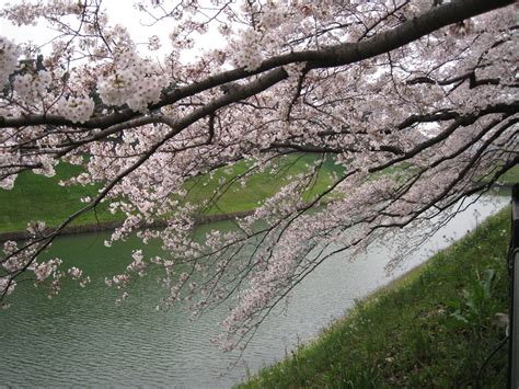 nature, Cherry, Blossoms Wallpapers HD / Desktop and Mobile Backgrounds