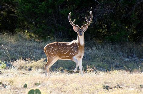 Axis Deer Chital Buck, Velvet Antlers, Texas Hill Country Stock Image - Image of axis, horn ...