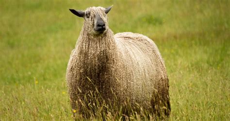 Sheepposting Day 9 - The Wensleydale : r/itcouldhappenhere