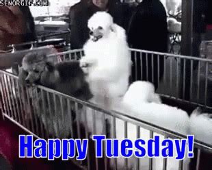 Funny Animals Happy Tuesday GIF - FunnyAnimals HappyTuesday Dancing ...