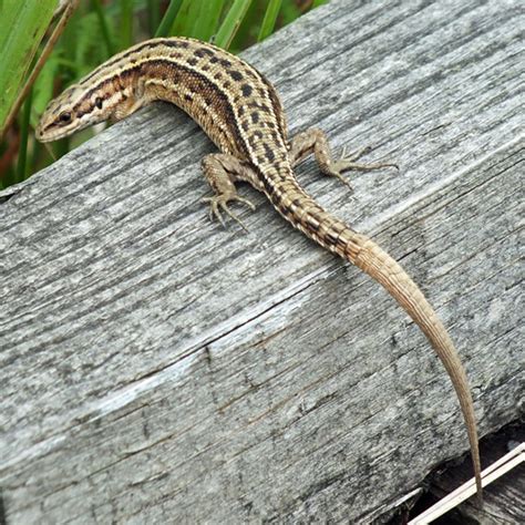 Lacerta vivipara, Common Lizard, identification guide