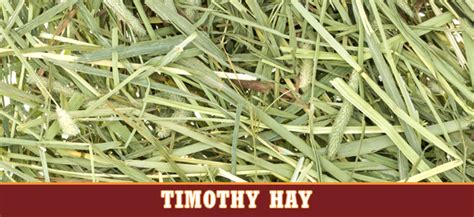 Timothy (Grass Hay) | Stampede Premium Forage | Consistently Consistent