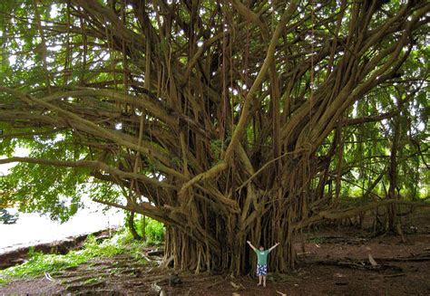 Hilo, Hawaii Banyan Tree | 風景