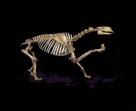 Chalicothere Moropus Elatus Skeleton - SkeletonsAndSkulls