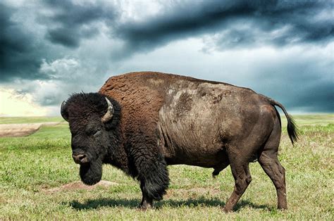 American Bison Against Stormy Sky Photograph by Mike Hill - Fine Art America