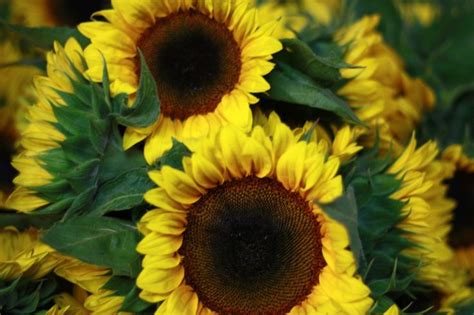 Gold Premium Sunflower | Sunflower, Plants, Growers