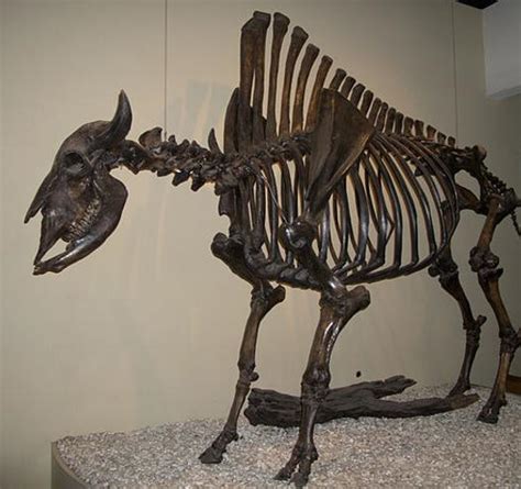 Bison Fossils In The Mid-South | WKNO FM