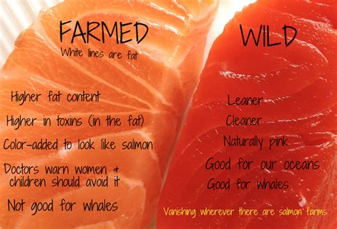 Farmed vs Wild Salmon do you know the difference? - The Lost Anchovy