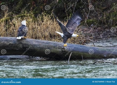 Bald Eagle on a Wood Branch Stock Image - Image of natural, nest: 262764945