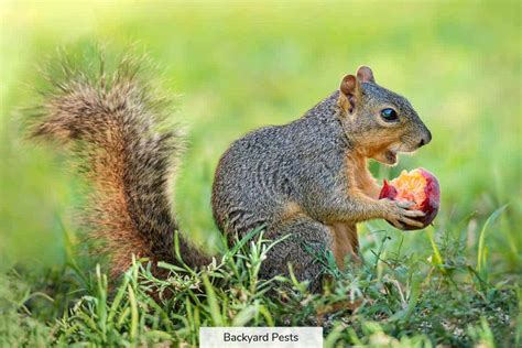 Complete List of Foods Squirrels Eat That Are Good For Them (And Why) - Backyard Pests