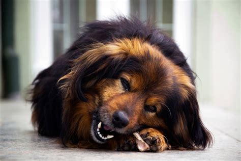 Can Dogs Eat Bones? | Great Pet Care