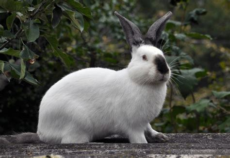 459 Californian Rabbit Royalty-Free Photos and Stock Images | Shutterstock