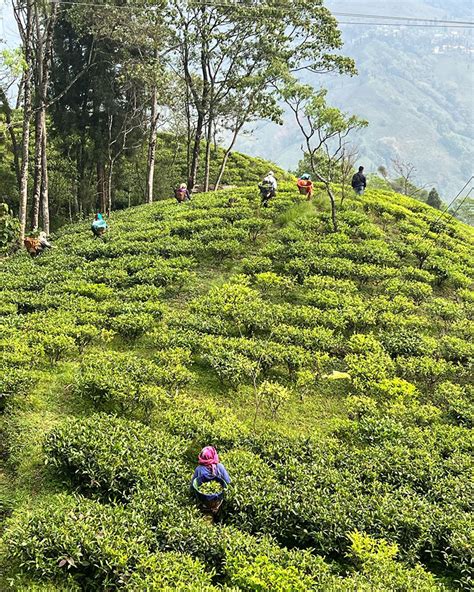 What Is Darjeeling Tea? | First vs Second Flush | Art of Tea