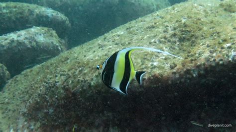 Shelly Beach dive site, Manly, Sydney, NSW