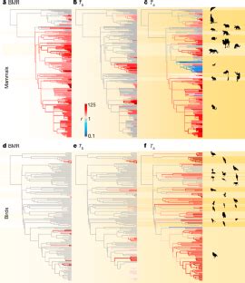 The decoupled nature of basal metabolic rate and body temperature in endotherm evolution | Nature