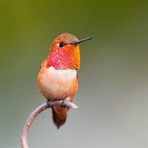 10 Incredible Hummingbird Species You Could See in Your Backyard ...