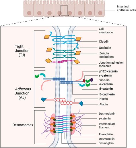 Frontiers | Adherens junction proteins on the move—From the membrane to the nucleus in ...