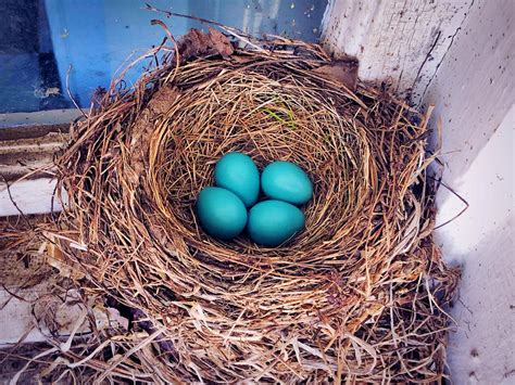 American Robin Nesting (All You Need To Know) | Birdfact