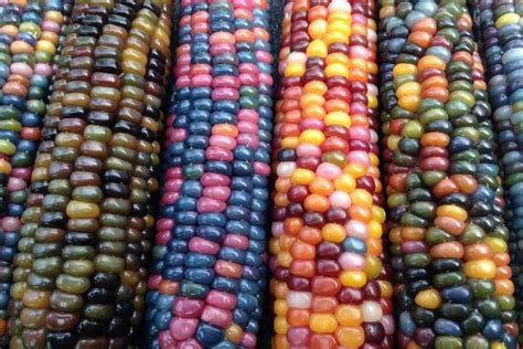 LOOK: These Are Rainbow-Colored Corn Cobs In Zamboanga | When In Manila