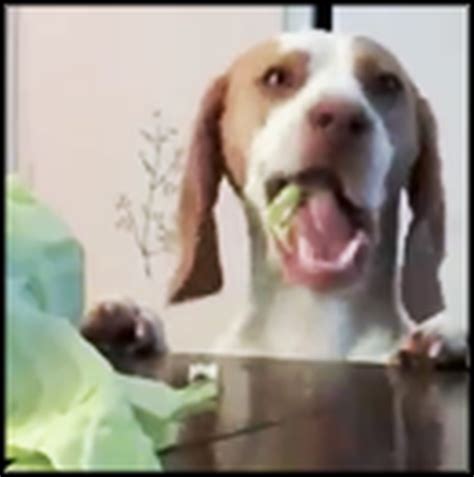 This Dog Wanted a Cabbage More Than Anything - LOL, Click Here!