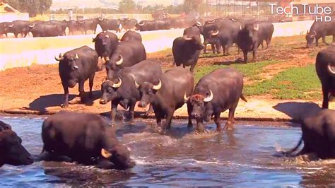 Wonderful Water Buffalo Farming | Amazing Buffalo Dairy Farm Modern Technology - YouTube