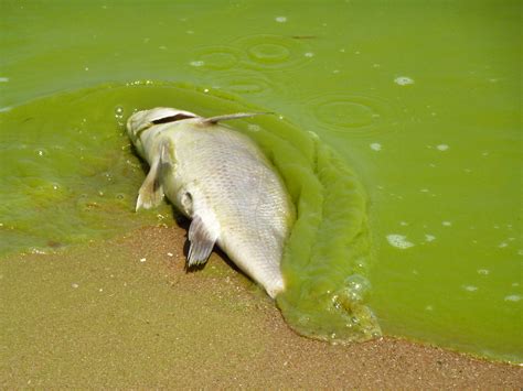 Lake Erie’s Record Breaking Algae Bloom of 2011 May Be a Sign of Things to Come – Great Lakes Now