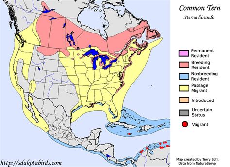 Common Tern - Species Range Map