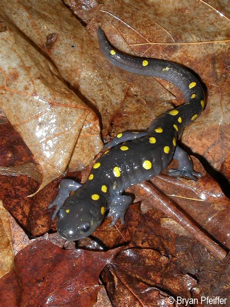 Spotted Salamander | Vermont Center for Ecostudies