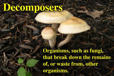 Decomposers - Food Chain Cycles