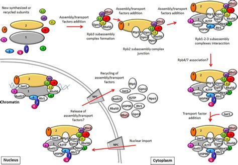 Frontiers | Biogenesis of RNA Polymerases in Yeast