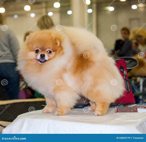 Pomeranian dog grooming stock image. Image of breed, canine - 62829179